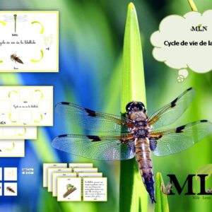 Cycle de vie de la libellule cursif