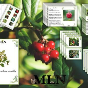 Dossier Les petits fruits et baies comestibles cursif