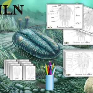 Affiches et livret de coloriage anatomie du trilobite cursif