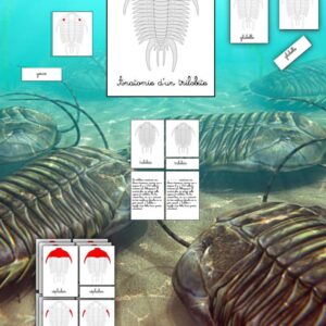 Nomenclatures Anatomie du trilobite cursif
