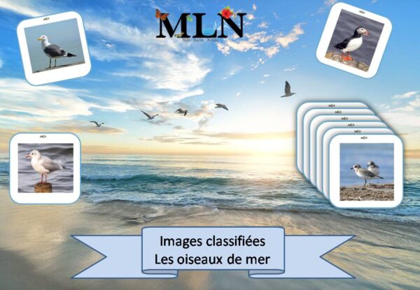 Images classifiées "Les oiseaux de mer"