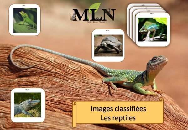 Images classifiées "Les reptiles"-1