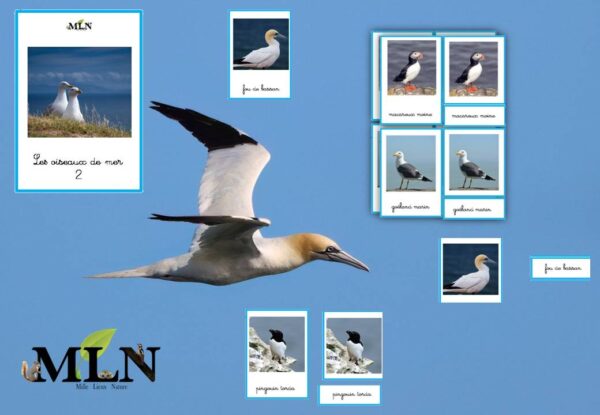 Nomenclatures Les oiseaux de mer cursif (série 2)