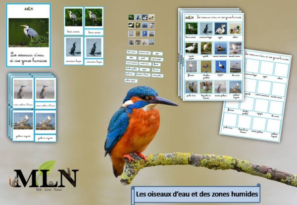 Pack Les oiseaux d'eau et des zones humides SCRIPT