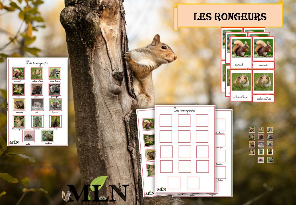 Pack Les rongeurs cursif