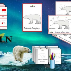 Dossier L'ours polaire cursif