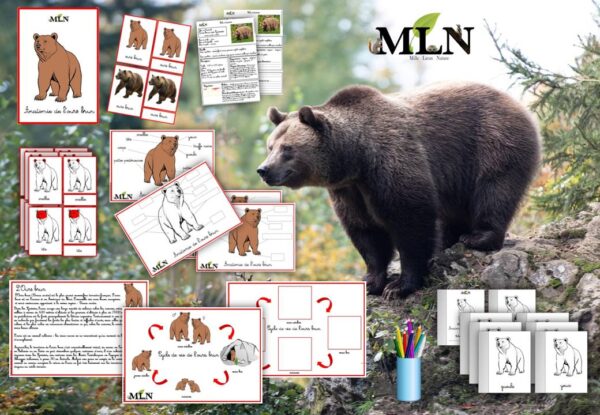 Dossier L'ours brun SCRIPT