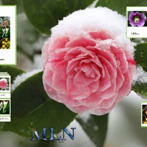 Nomenclatures Les fleurs d'hiver cursif