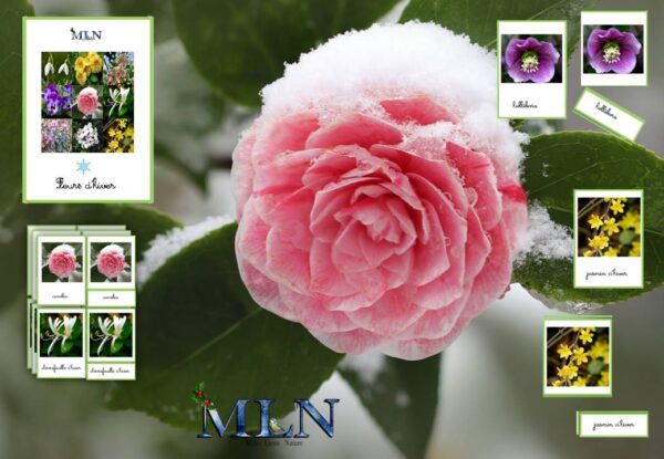 Nomenclatures Les fleurs d'hiver cursif