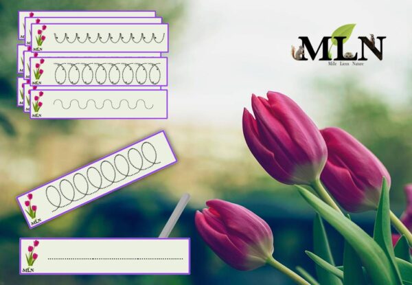 Graphisme Tulipe