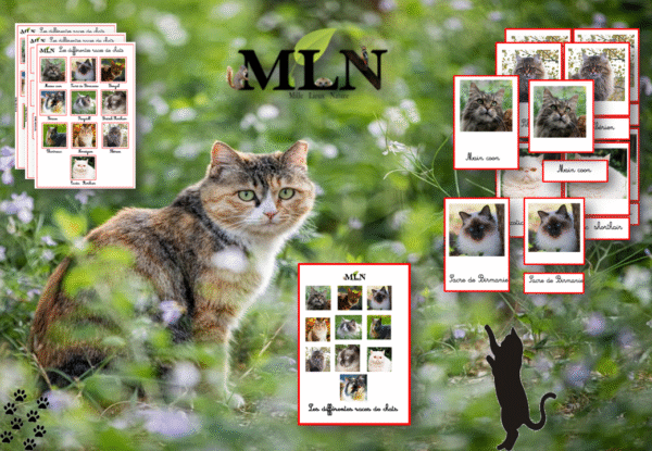 Pack les races de chats SCRIPT