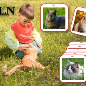 Images classifiées "Les races de chats"