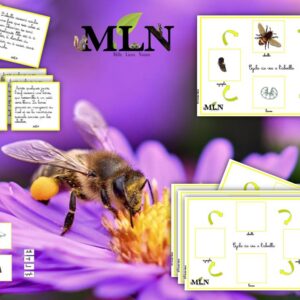 Cycle de vie de l'abeille cursif