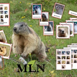 Pack les différentes espèces de marmottes SCRIPT