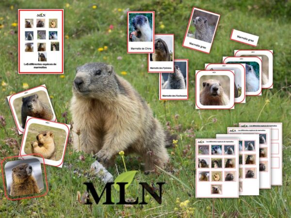 Pack les différentes espèces de marmottes SCRIPT