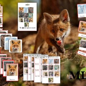 Pack les différentes espèces de renards SCRIPT
