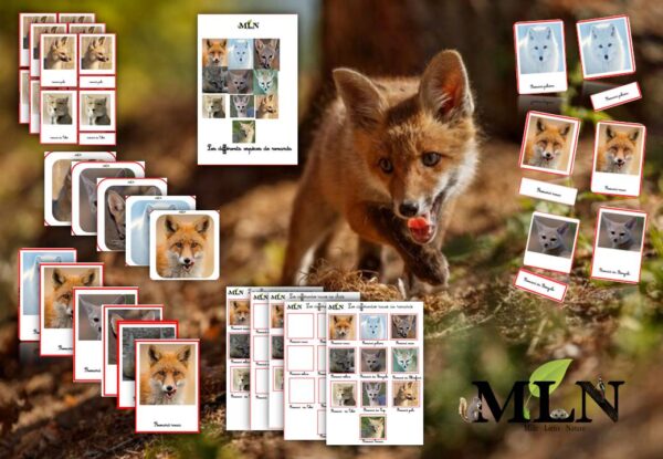 Pack les différentes espèces de renards SCRIPT