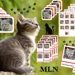 Dossier Les chats sauvages cursif