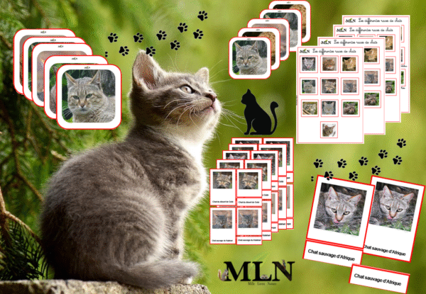Dossier Les chats sauvages cursif
