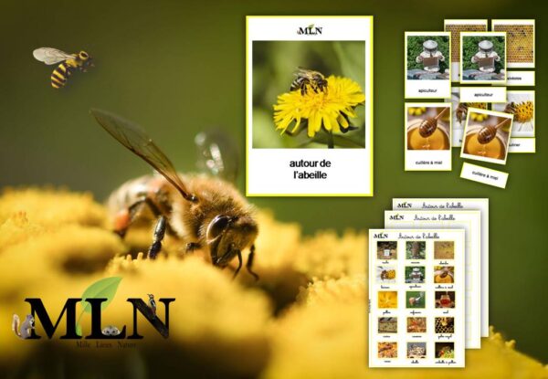 Autour de l'abeille SCRIPT