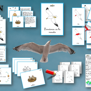 Dossier La mouette cursif