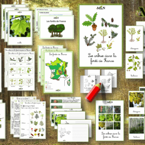 Dossier Les forêts tempérées de France* cursif