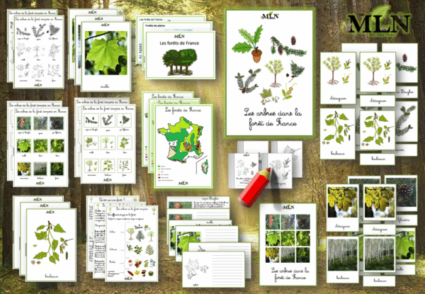Dossier Les forêts tempérées de France* SCRIPT