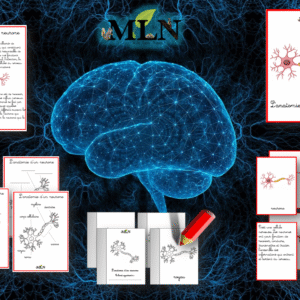 Dossier Le neurone SCRIPT