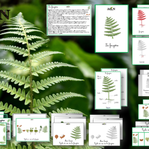 Dossier la fougère SCRIPT