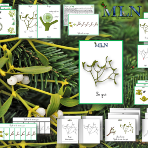 Dossier Le gui SCRIPT