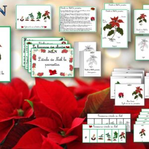 Dossier L'étoile de Noël, le Poinsettia SCRIPT
