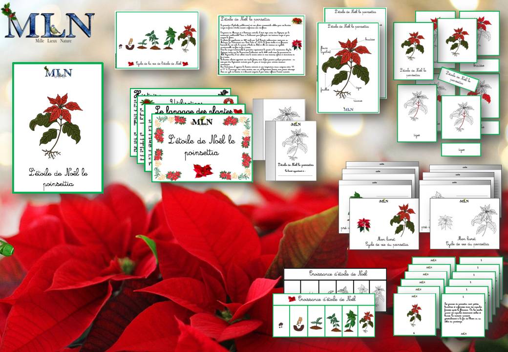 Dossier L'étoile de Noël, le Poinsettia SCRIPT