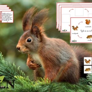 Cycle de vie de l'écureuil cursif