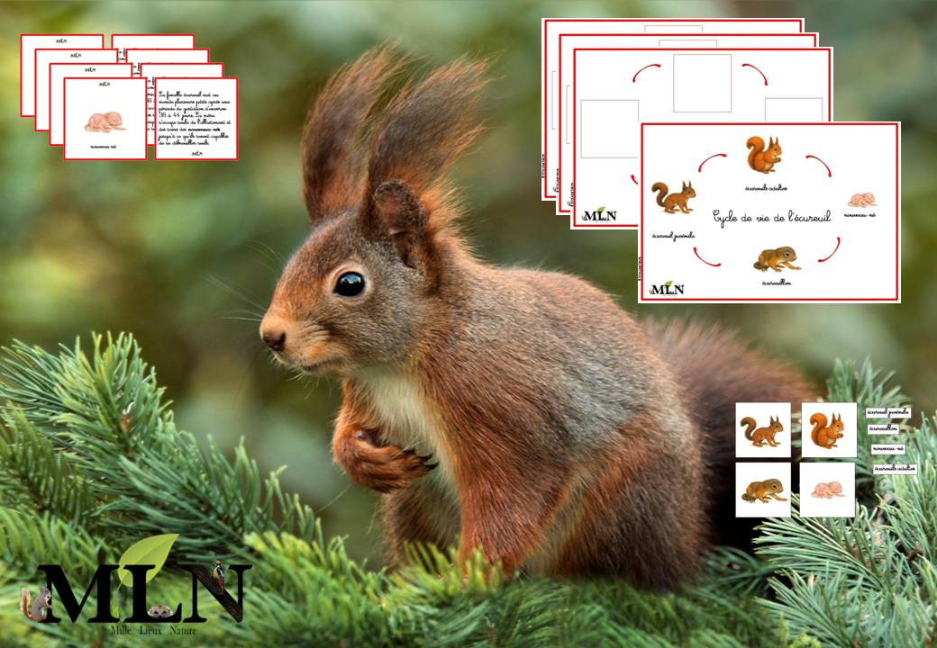 Cycle de vie de l'écureuil cursif