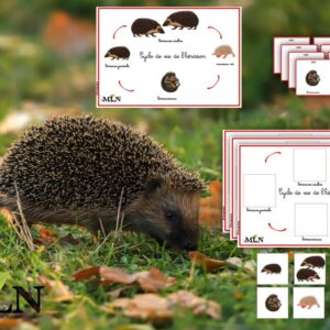 Cycle de vie de l'hérisson cursif