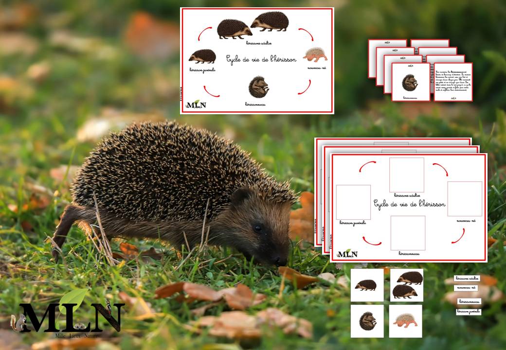 Cycle de vie de l'hérisson SCRIPT