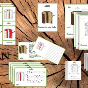 Dossier La structure d'un tronc d'arbre SCRIPT