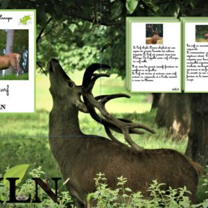 Livret Le cerf cursif