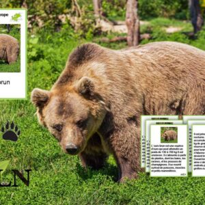 Livret L'ours brun cursif