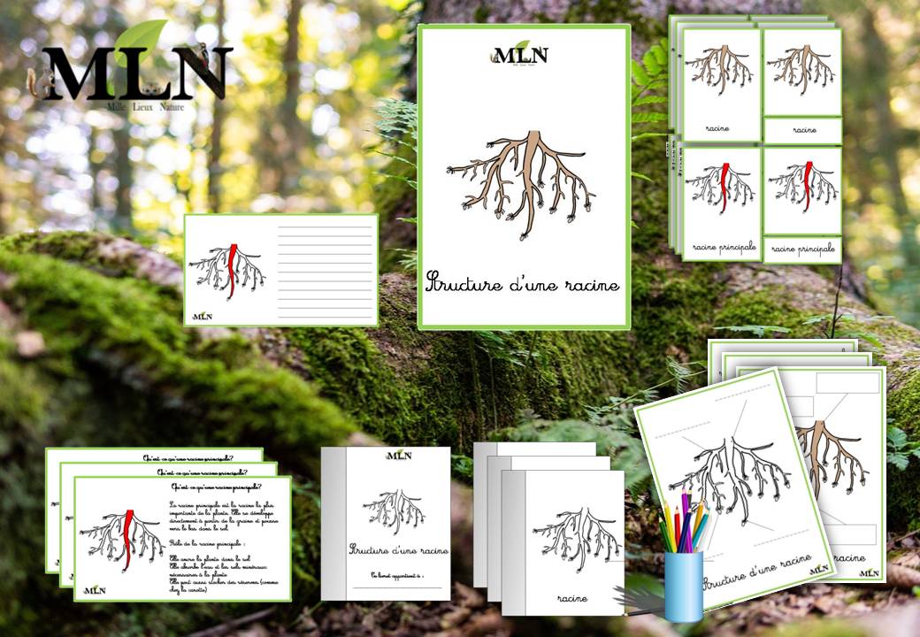 Dossier La structure d'une racine cursif