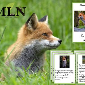 Livret Le renard SCRIPT
