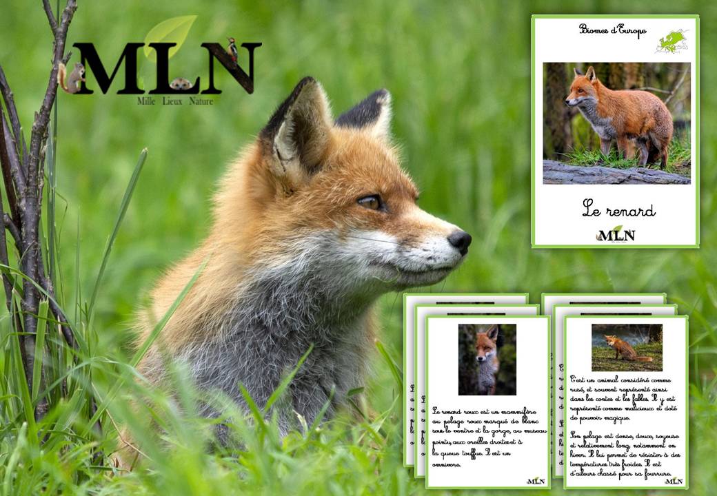 Livret Le renard SCRIPT