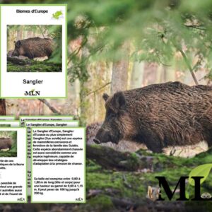 Livret Le sanglier SCRIPT