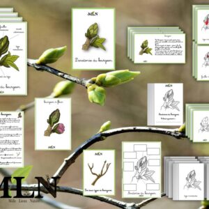 Dossier Le bourgeon SCRIPT