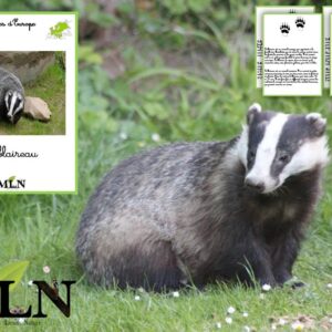 Livret Le blaireau SCRIPT