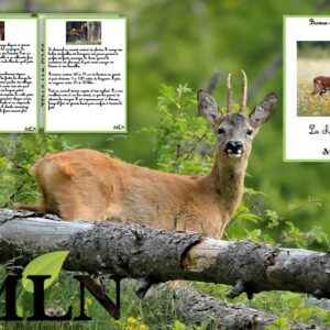 Livret Le chevreuil SCRIPT