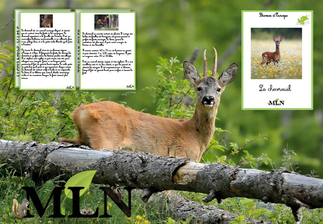 Livret Le chevreuil SCRIPT