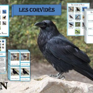Pack Les corvidés de France SCRIPT