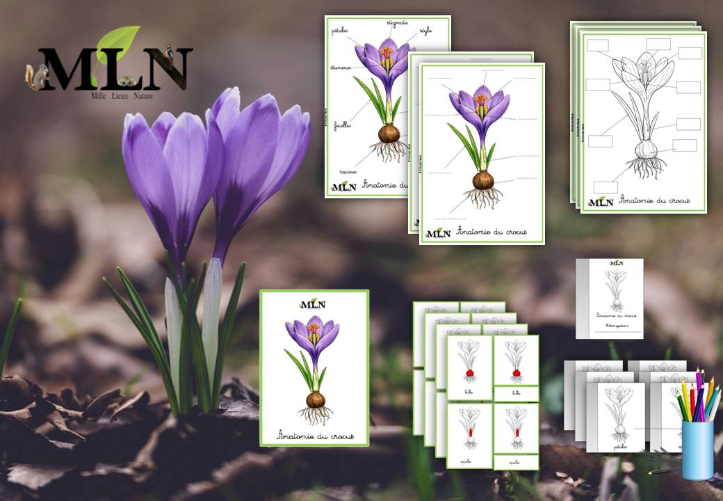 Dossier Le crocus SCRIPT