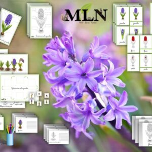 Dossier La jacinthe SCRIPT